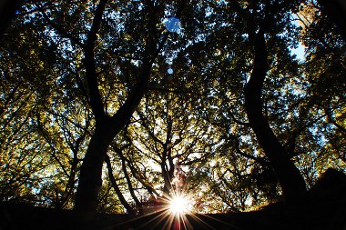 arvo part and nunc dimittis